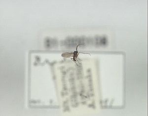 ハエ類等標本（田中コレコション）