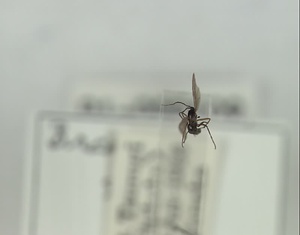 ハエ類等標本（田中コレコション）