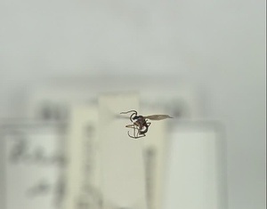 ハエ類等標本（田中コレコション）