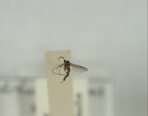 ハエ類等標本（田中コレコション）