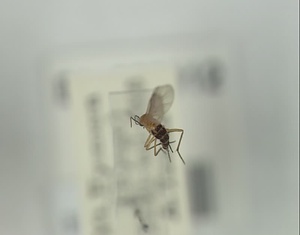 ハエ類等標本（田中コレコション）