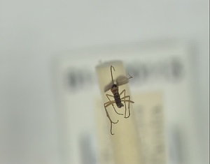 ハエ類等標本（田中コレコション）