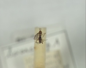 ハエ類等標本（田中コレコション）
