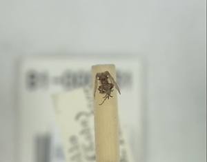 オオケチョウバエ