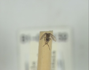 オオケチョウバエ