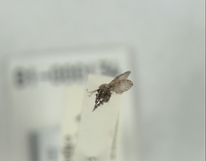 オオケチョウバエ