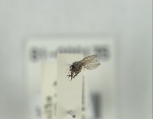 オオケチョウバエ