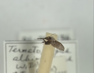 オオケチョウバエ