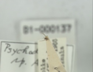 ハエ類等標本（田中コレコション）