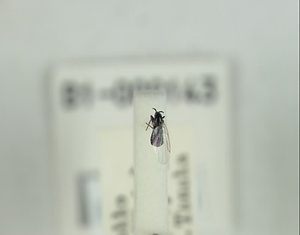 ハエ類等標本（田中コレコション）