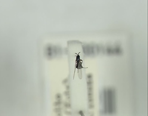 ハエ類等標本（田中コレコション）