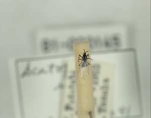 ハエ類等標本（田中コレコション）