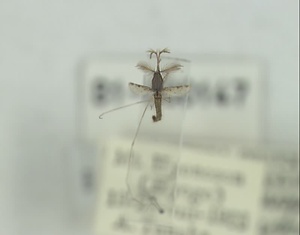 シナハマダラカ