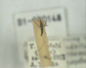 シナハマダラカ