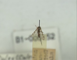 ハエ類等標本（田中コレコション）