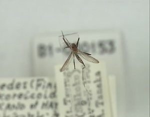 エセチョウセンヤブカ