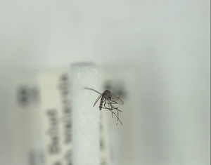 ヒトスジシマカ