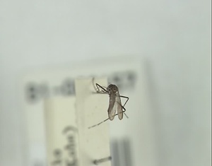 ヒトスジシマカ