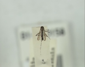 ヒトスジシマカ