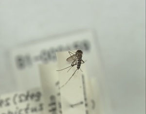 ヒトスジシマカ