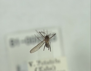 オオクロヤブカ