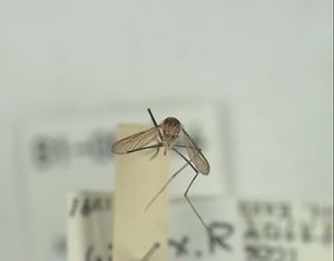 オオクロヤブカ