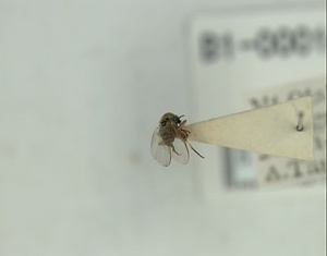 キアシツメトゲブユ