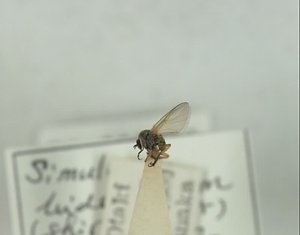 キアシツメトゲブエ