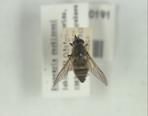 エノキゾノアブ