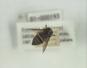 エノキゾノアブ