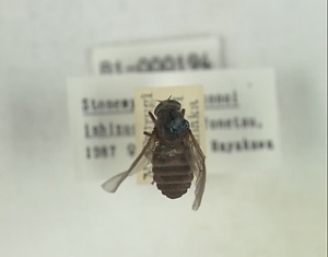 エノキゾノアブ