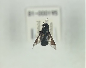 ハエ類等標本（田中コレコション）