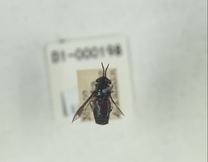 ハエ類等標本（田中コレコション）