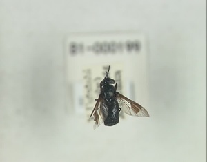 ハエ類等標本（田中コレコション）