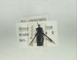 ハエ類等標本（田中コレコション）