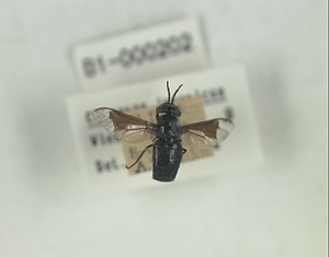 ハエ類等標本（田中コレコション）