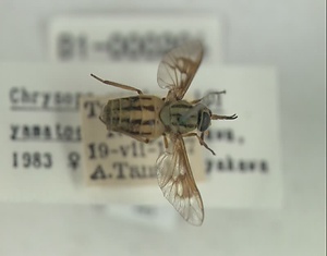 ヨスジメクラアブ