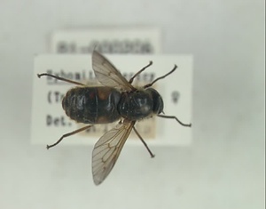 シャーシィアブ