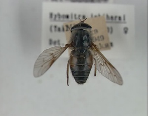 ハエ類等標本（田中コレコション）