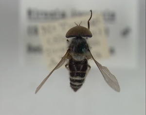 イヨシロオビアブ