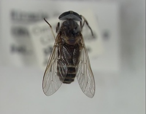 イヨシロオビアブ