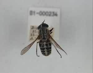 ハエ類等標本（田中コレコション）