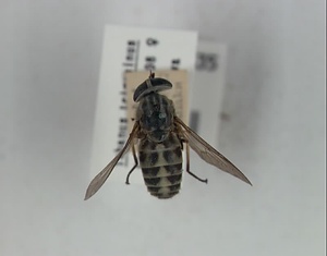 ハエ類等標本（田中コレコション）