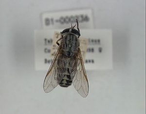 ハエ類等標本（田中コレコション）