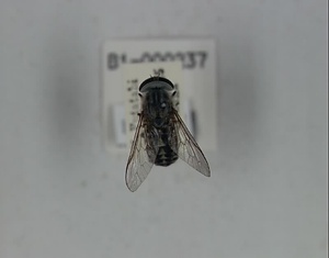 キノシタシロアブ