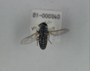 キノシタシロアブ