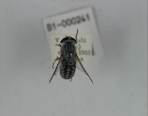 キノシタシロアブ