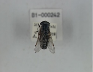 キノシタシロアブ