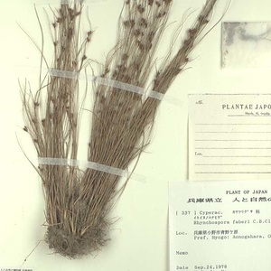 イトイヌノハナヒゲ