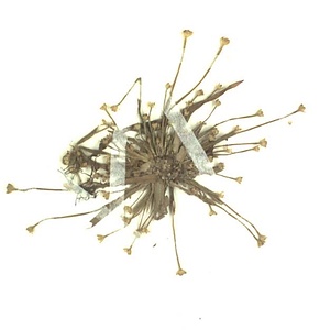 ヒロハイヌノヒゲ